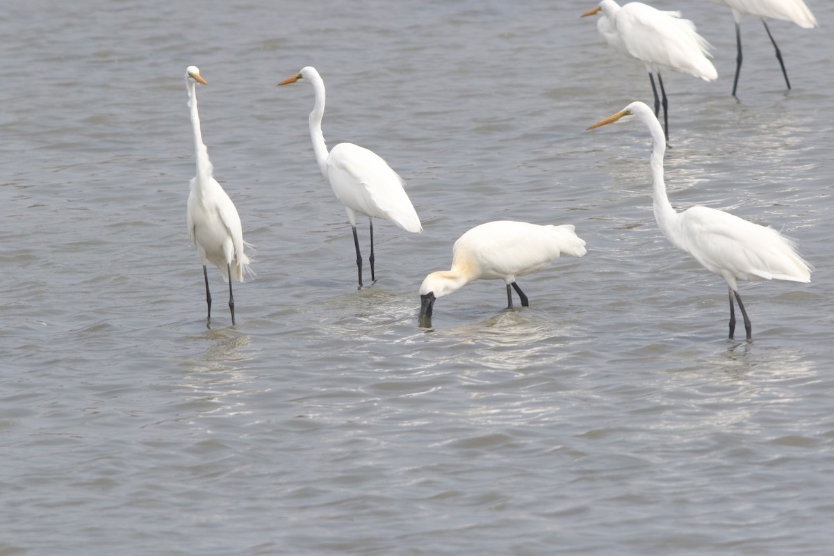 Black-faced Spoonbill - ML311861311