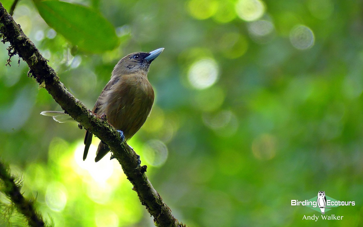 Southern Shrikebill - Andy Walker - Birding Ecotours