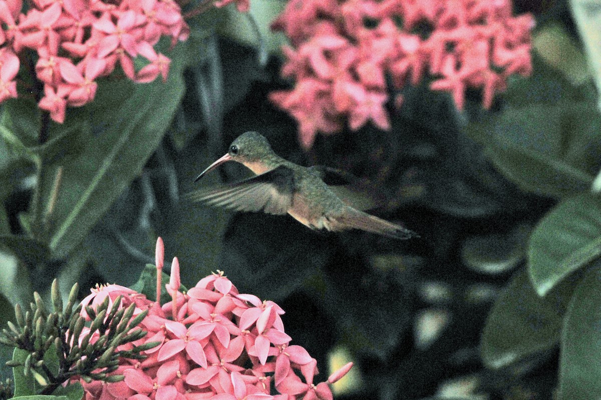 hummingbird sp. - ML311862081