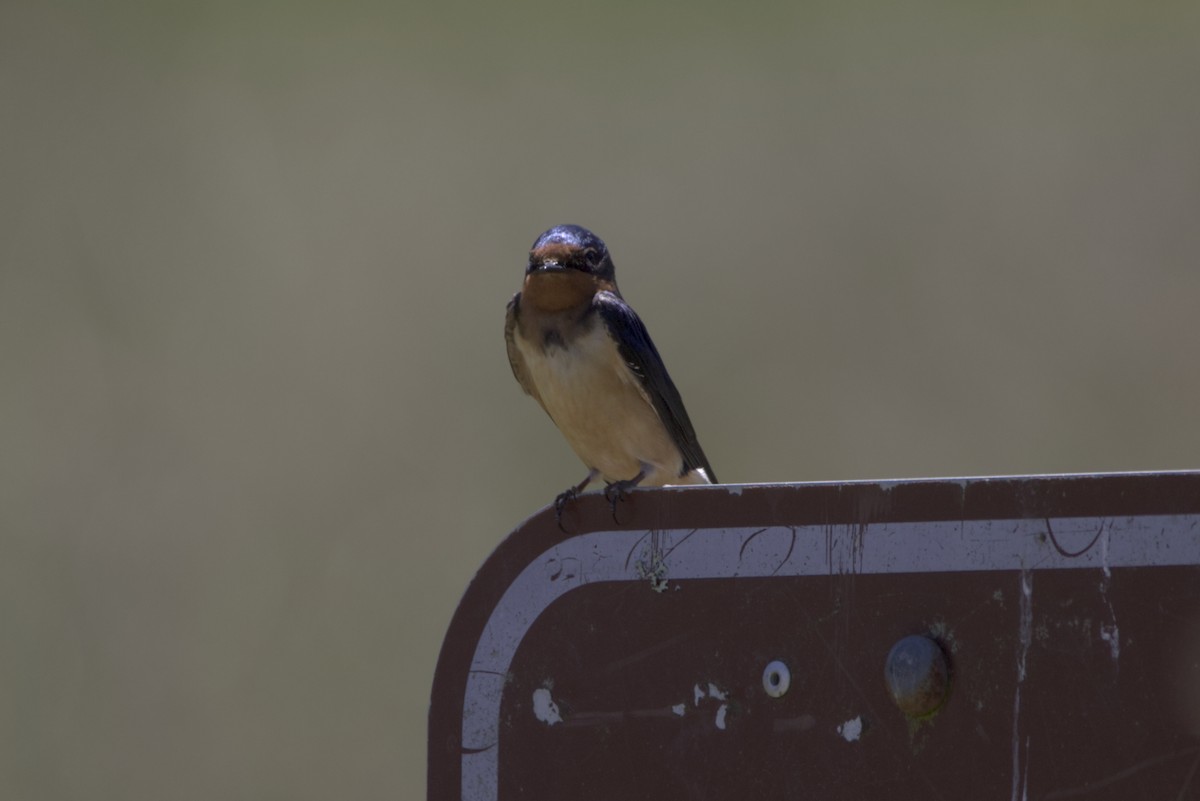 Barn Swallow - ML311862741