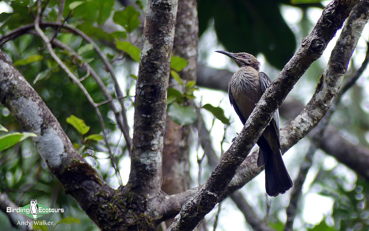 New Caledonian Friarbird - Andy Walker - Birding Ecotours