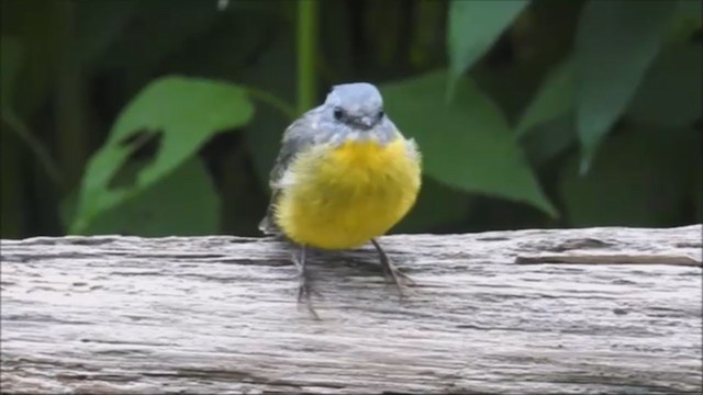 Eastern Yellow Robin - ML311864781