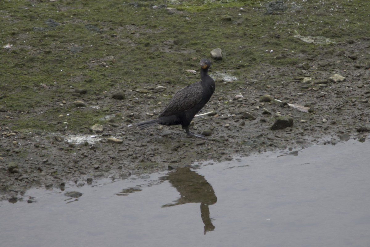 Double-crested Cormorant - ML311865301