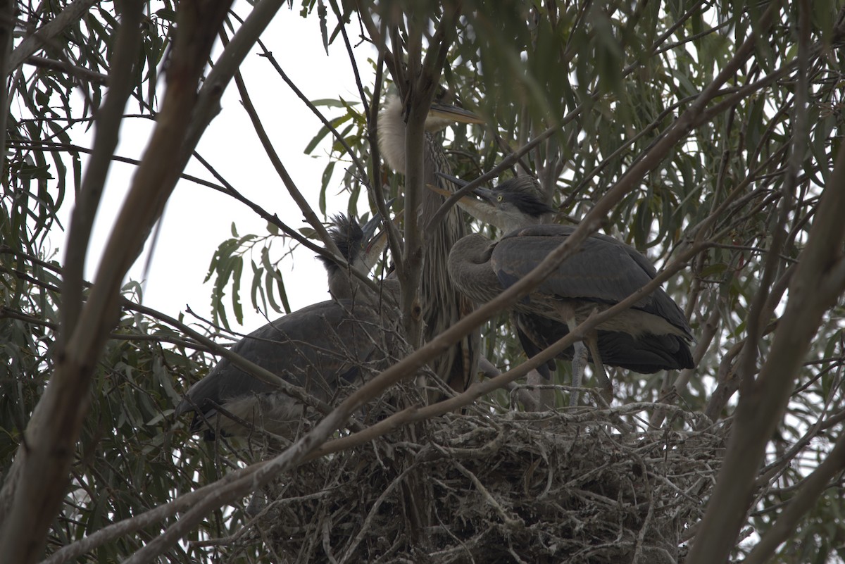 Great Blue Heron - ML311865461