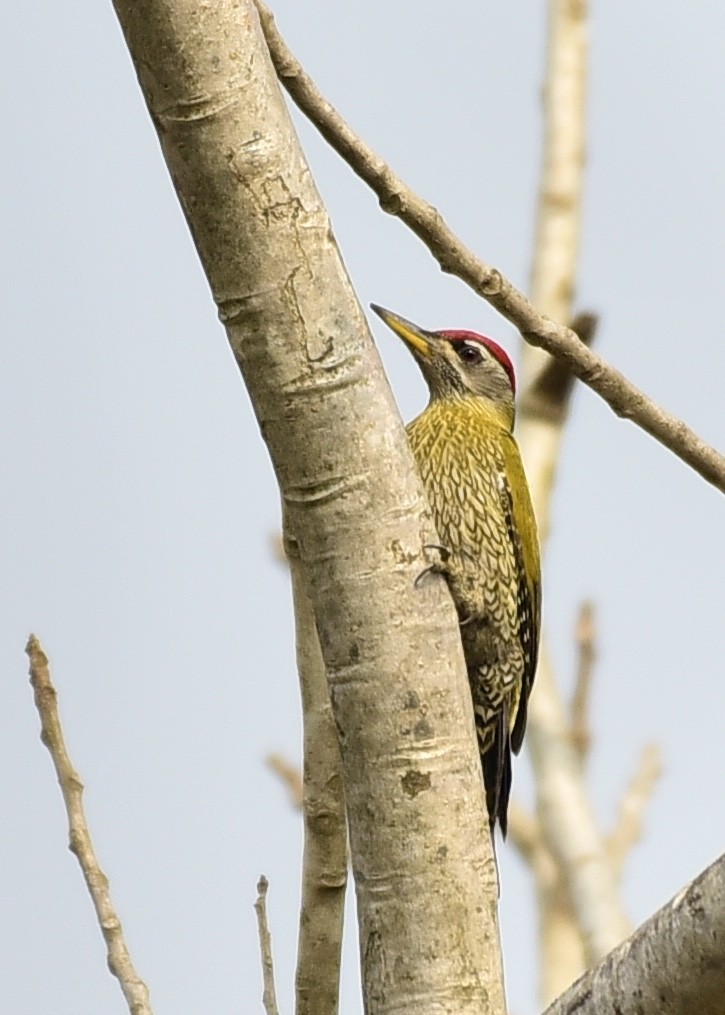 Streak-throated Woodpecker - ML311865601