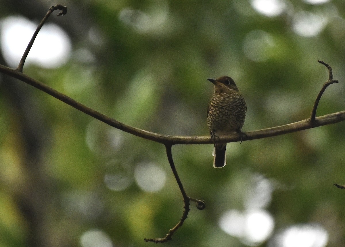 Blue-capped Rock-Thrush - ML311866121