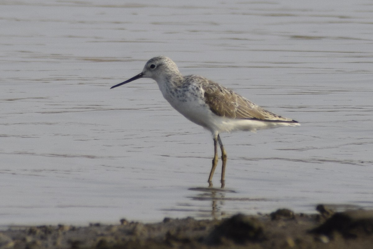 Common Greenshank - ML311867141