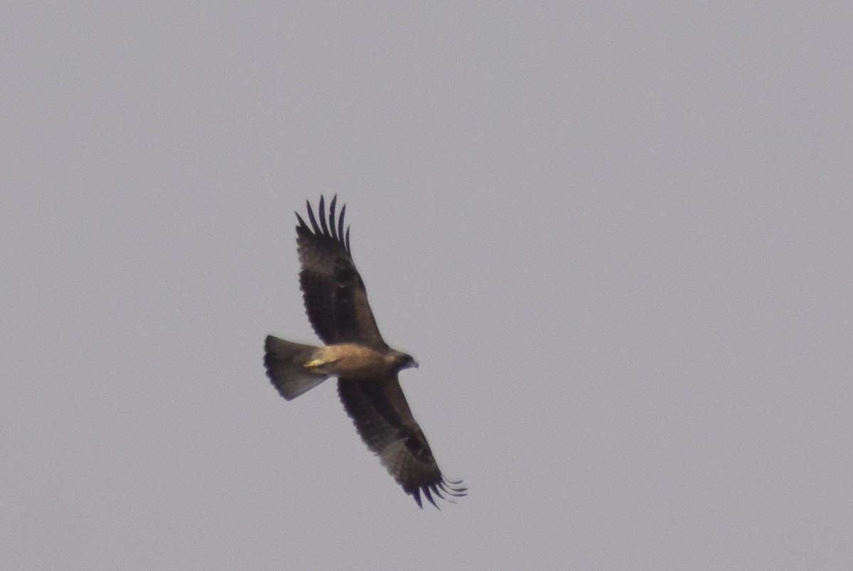 Booted Eagle - ML311867241