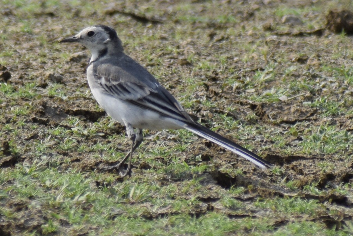 White Wagtail - ML311867281