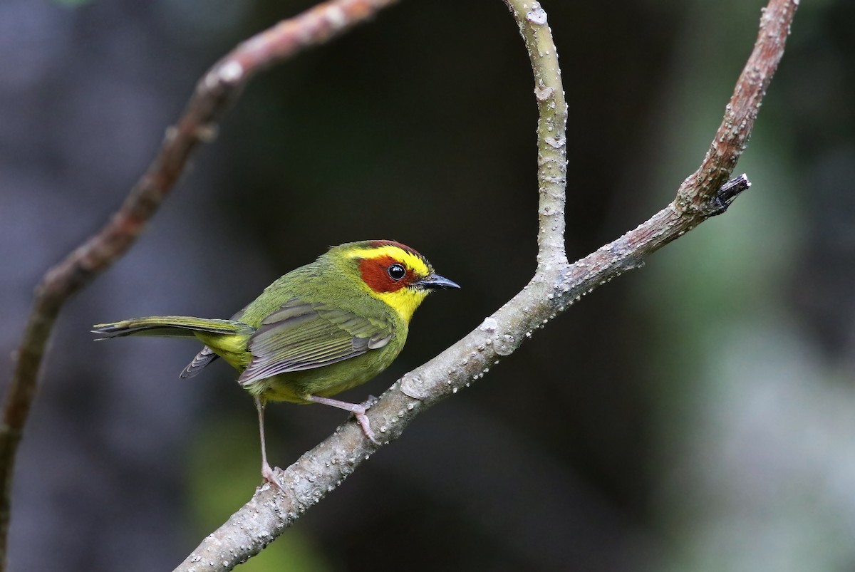 Golden-browed Warbler - ML31186801