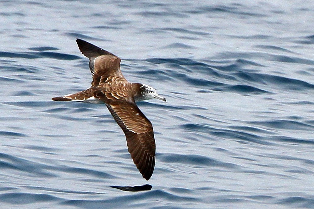 Streaked Shearwater - ML311869501