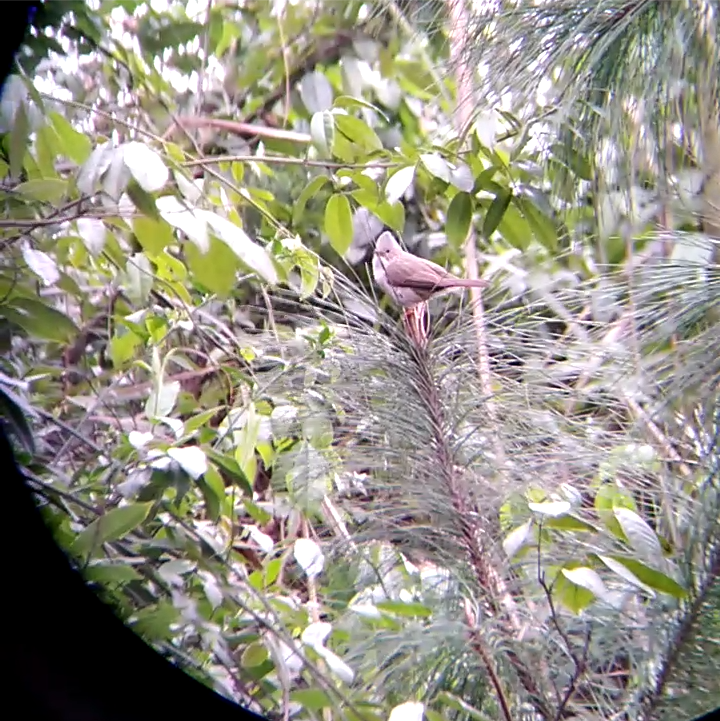 Indochinese Yuhina - ML311869651