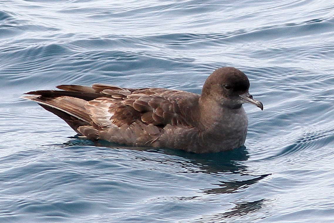 Short-tailed Shearwater - ML311869801