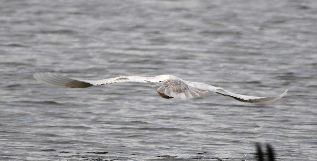 Glaucous Gull - ML311870161