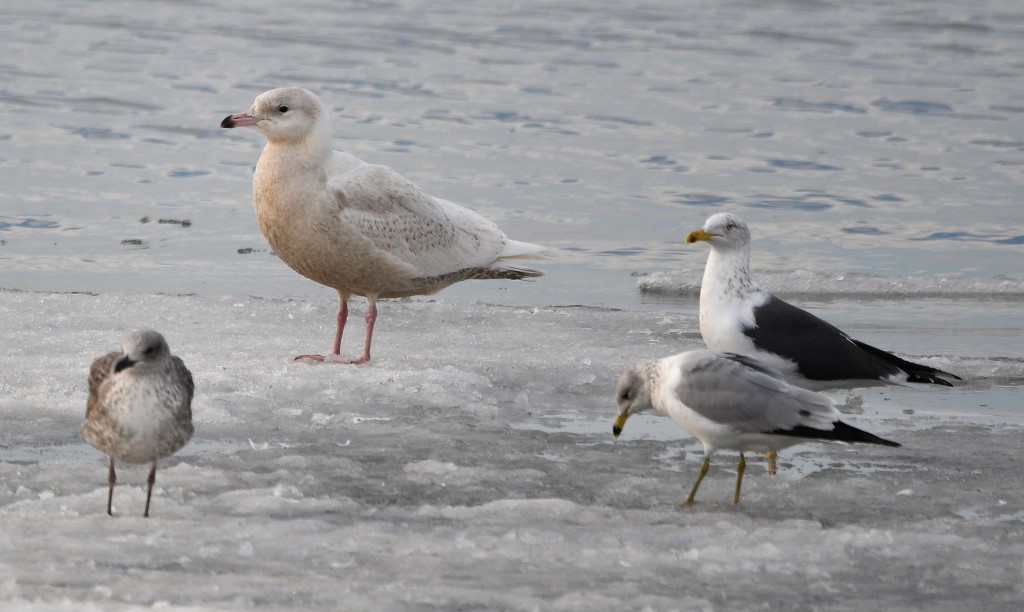 Glaucous Gull - ML311870171