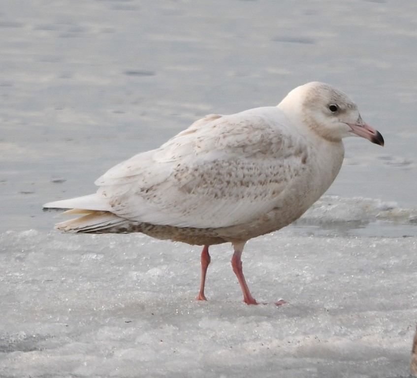 Glaucous Gull - ML311870181