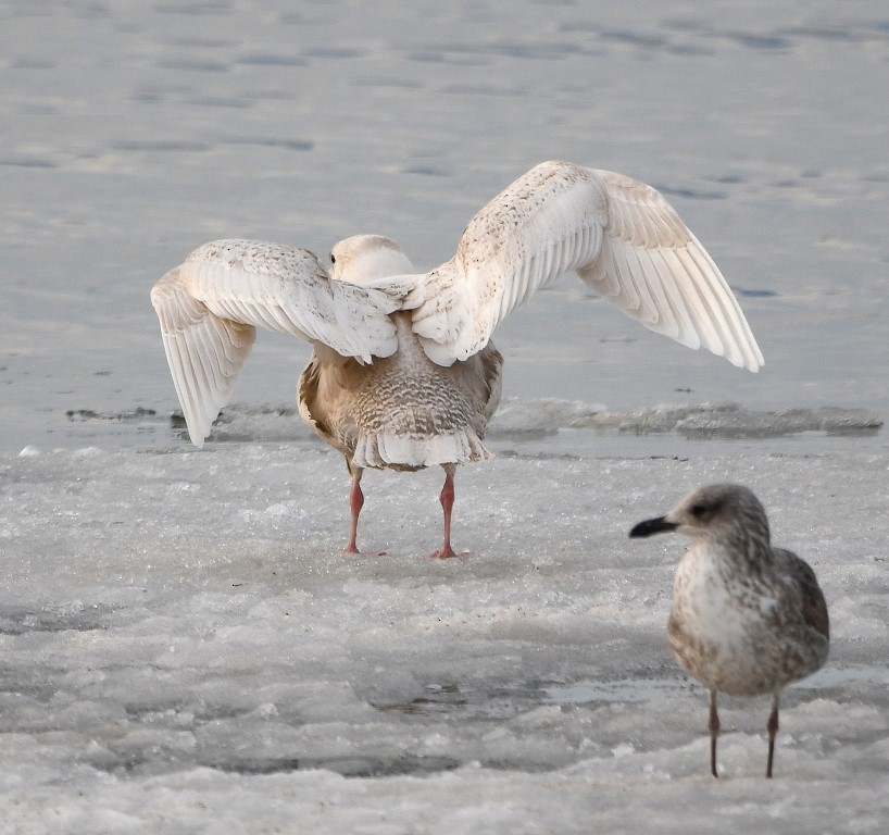 Glaucous Gull - ML311870201