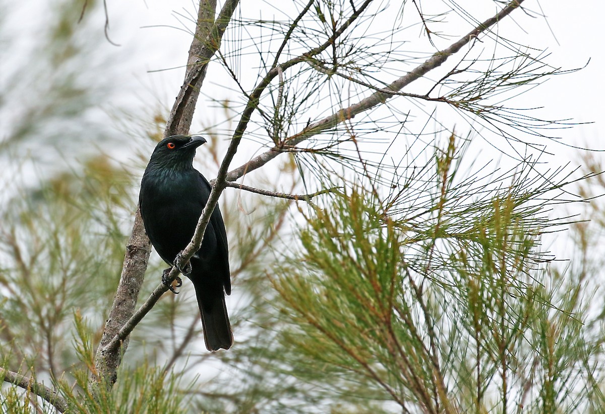 Striated Starling - Andrew Spencer