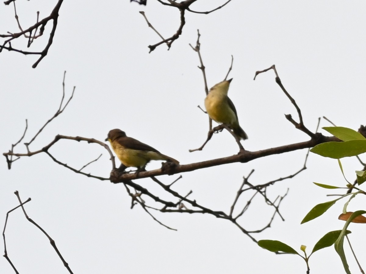 Golden-bellied Gerygone - ML311871391