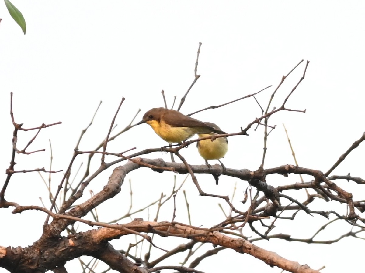 Golden-bellied Gerygone - ML311871401
