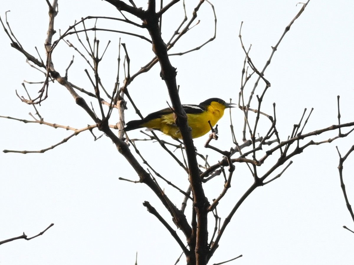 Common Iora - ML311871421