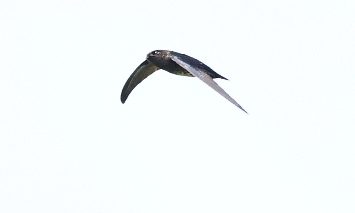 Plume-toed Swiftlet - ML311871431