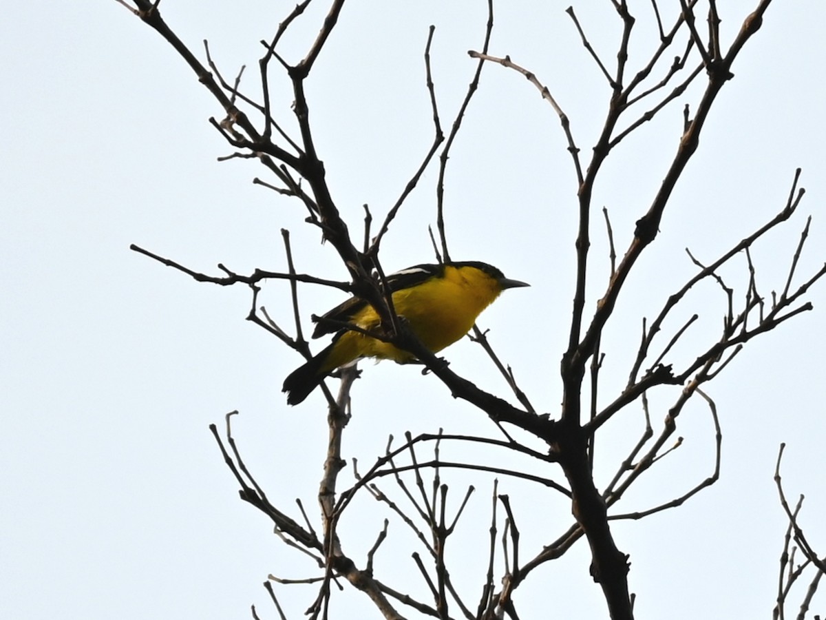 Common Iora - ML311871451