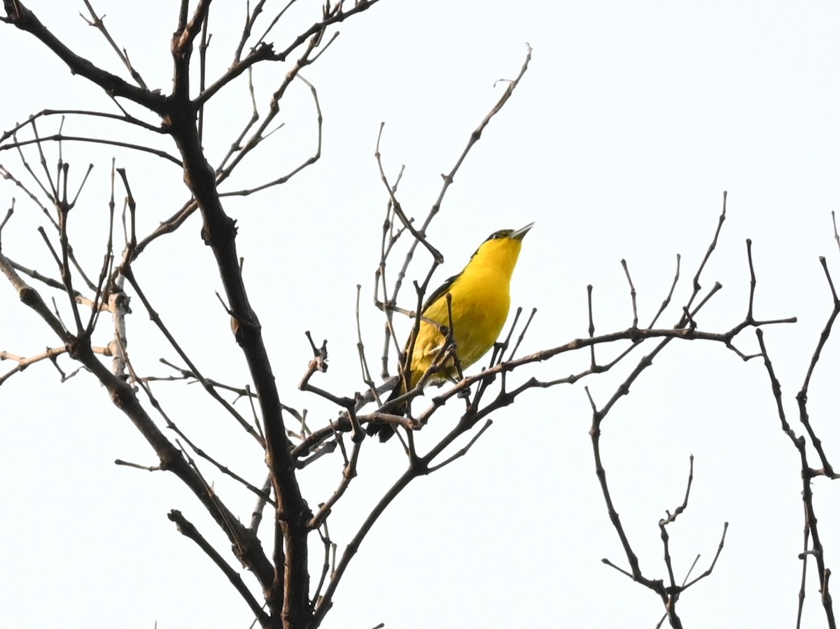 Common Iora - ML311871461