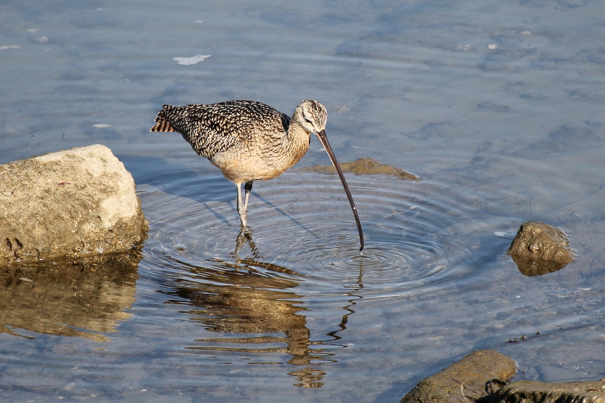 Long-billed Curlew - Andrew Masaitis