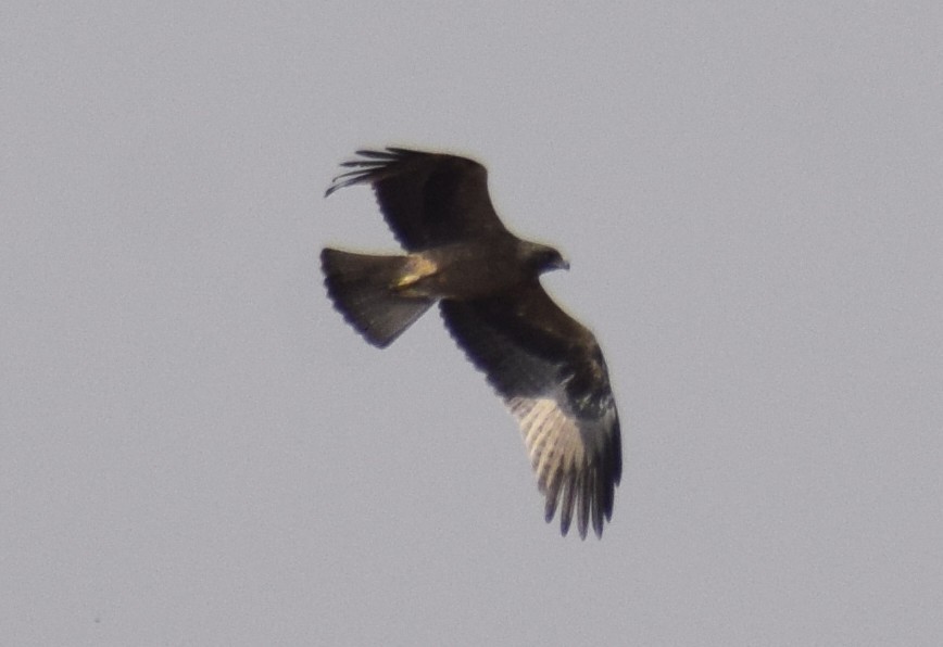 Booted Eagle - ML311873461