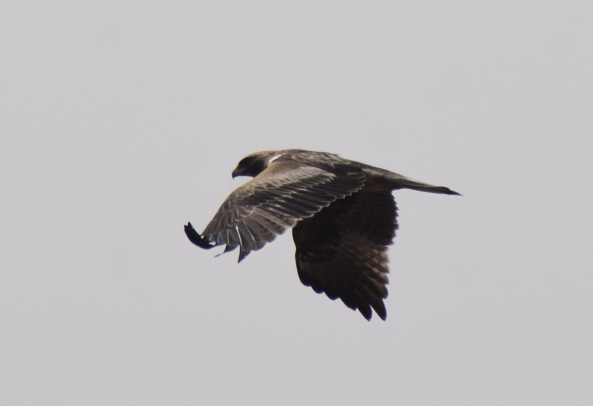 Aquila minore - ML311873471