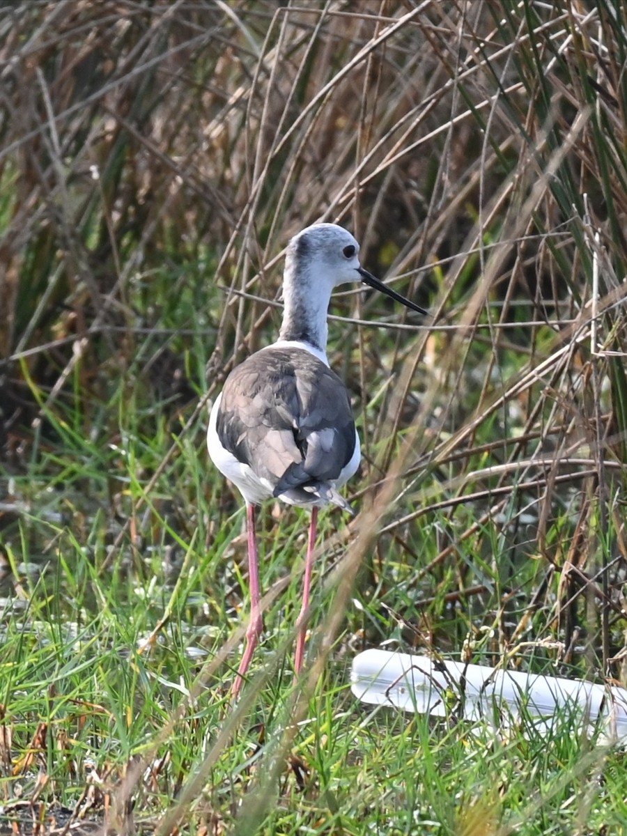 Эгэл хилэн жигүүр - ML311874271