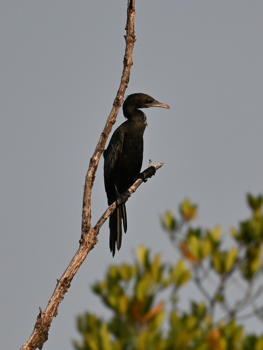 Little Cormorant - ML311874331