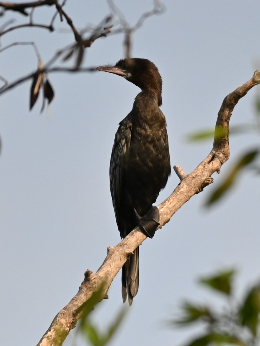 Little Cormorant - ML311874371