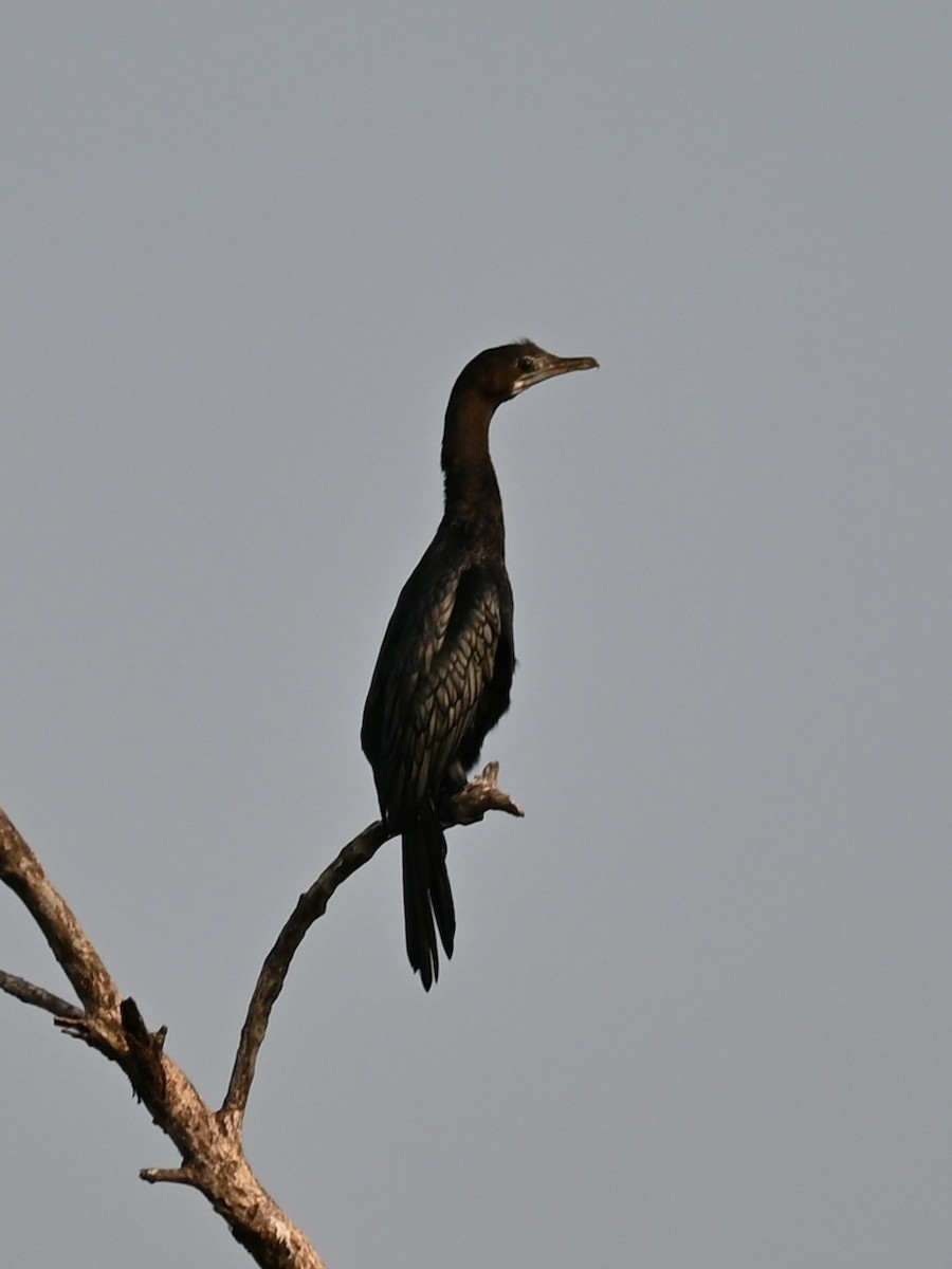 Little Cormorant - ML311874381