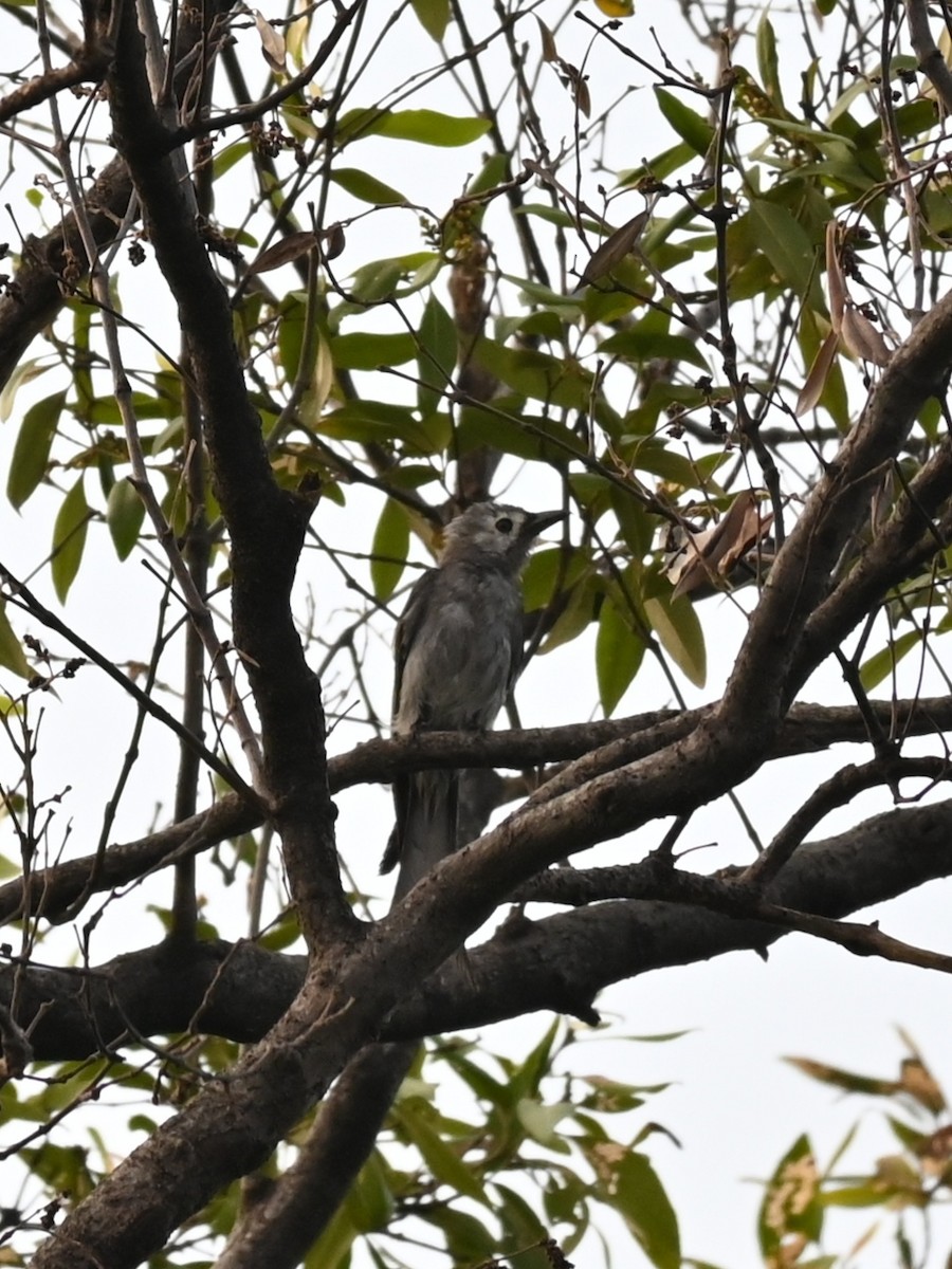 Ashy Drongo (Hainan/White-cheeked/White-lored) - ML311874471