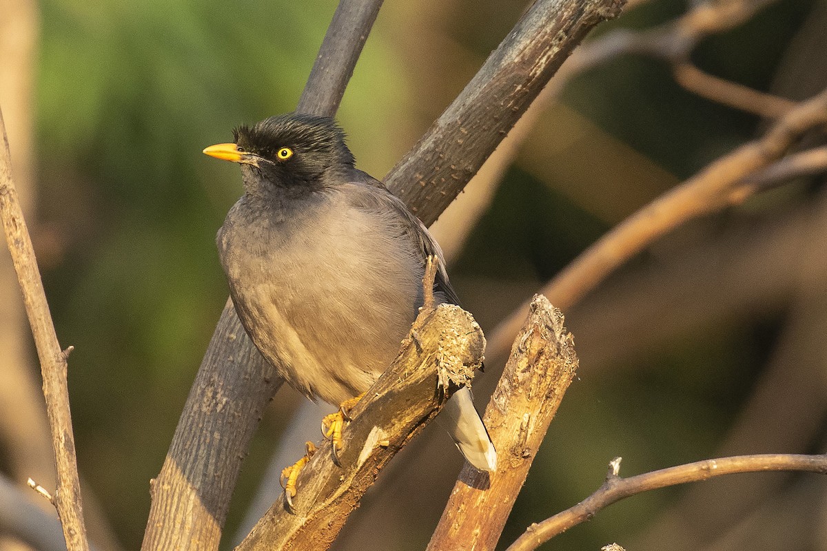 Jungle Myna - ML311875181