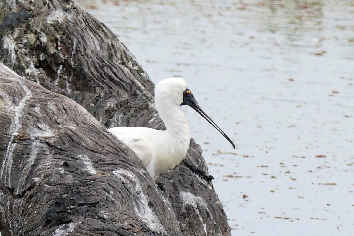 Royal Spoonbill - john cull