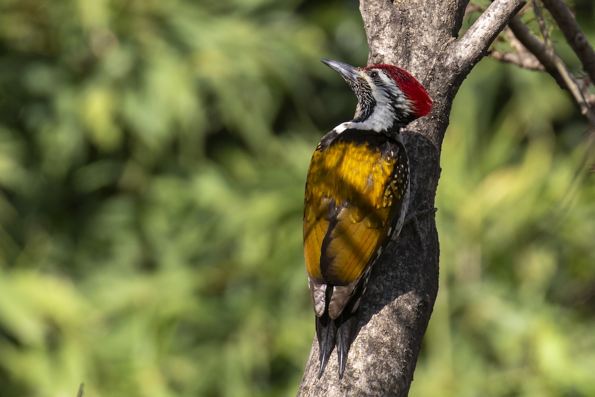 Black-rumped Flameback - ML311875811