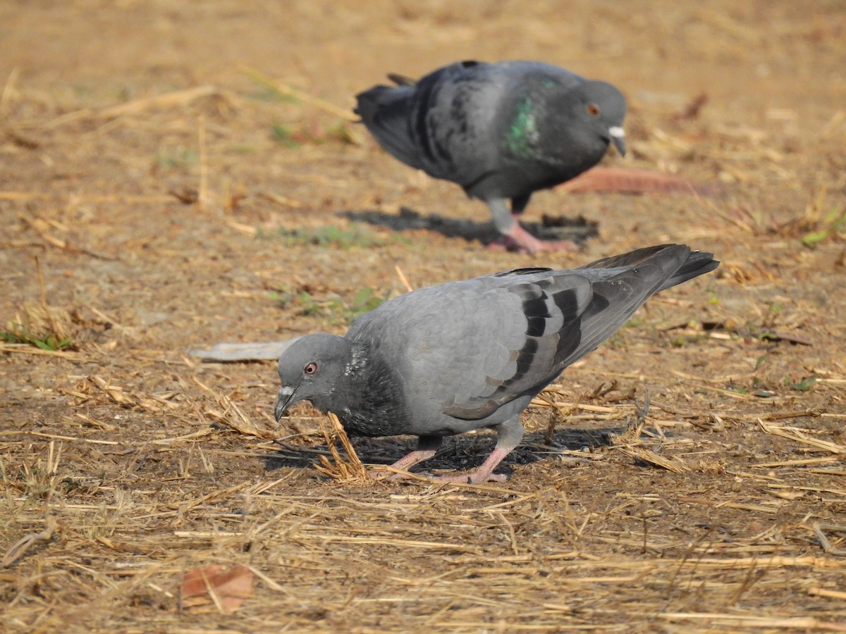 Rock Pigeon (Feral Pigeon) - ML311876601