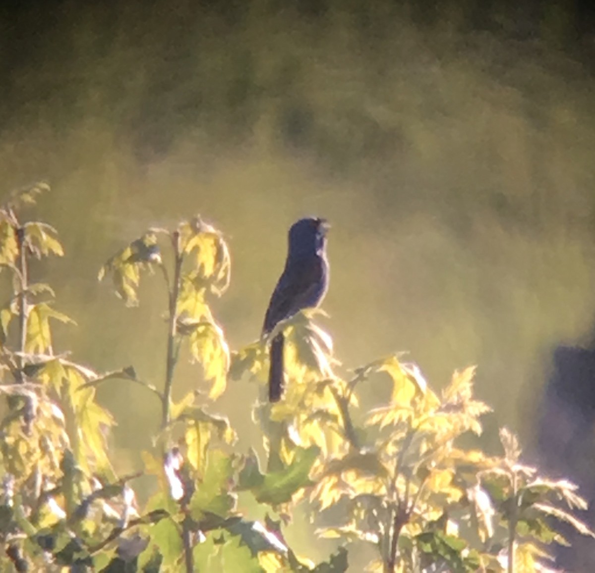 Blue Grosbeak - ML31187711