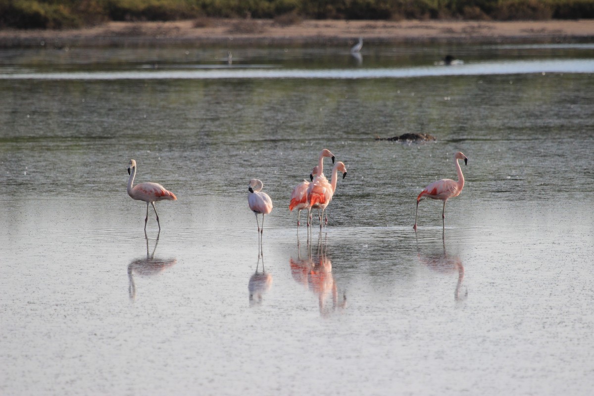 Chilean Flamingo - ML31187981