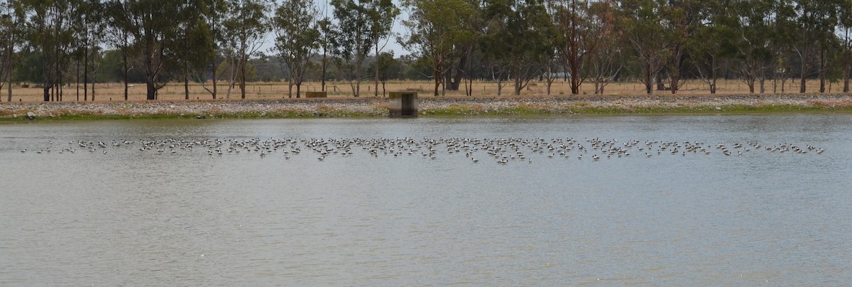 Red-necked Avocet - ML311880371