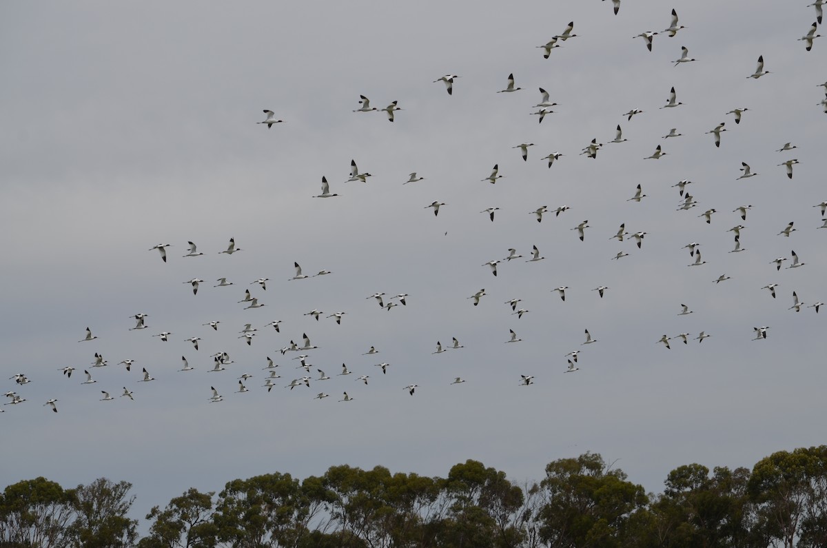 Red-necked Avocet - ML311880381