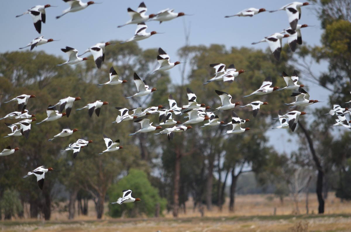 Red-necked Avocet - ML311880761