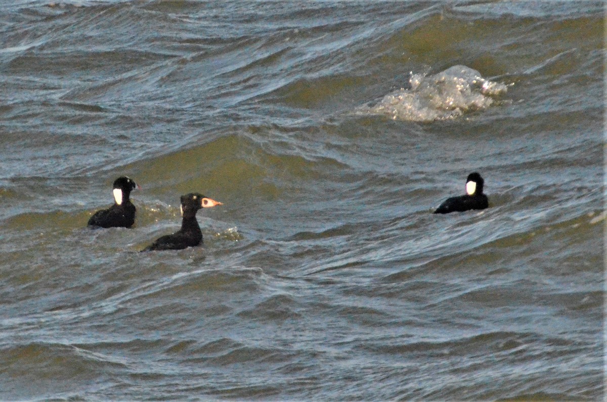 Surf Scoter - ML311880801