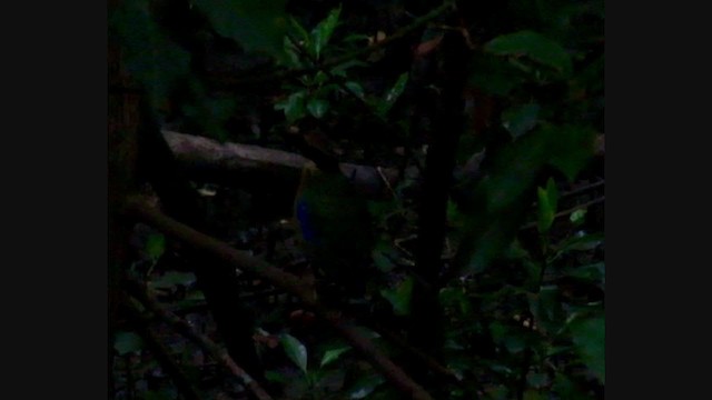 Mangrove Pitta - ML311880931