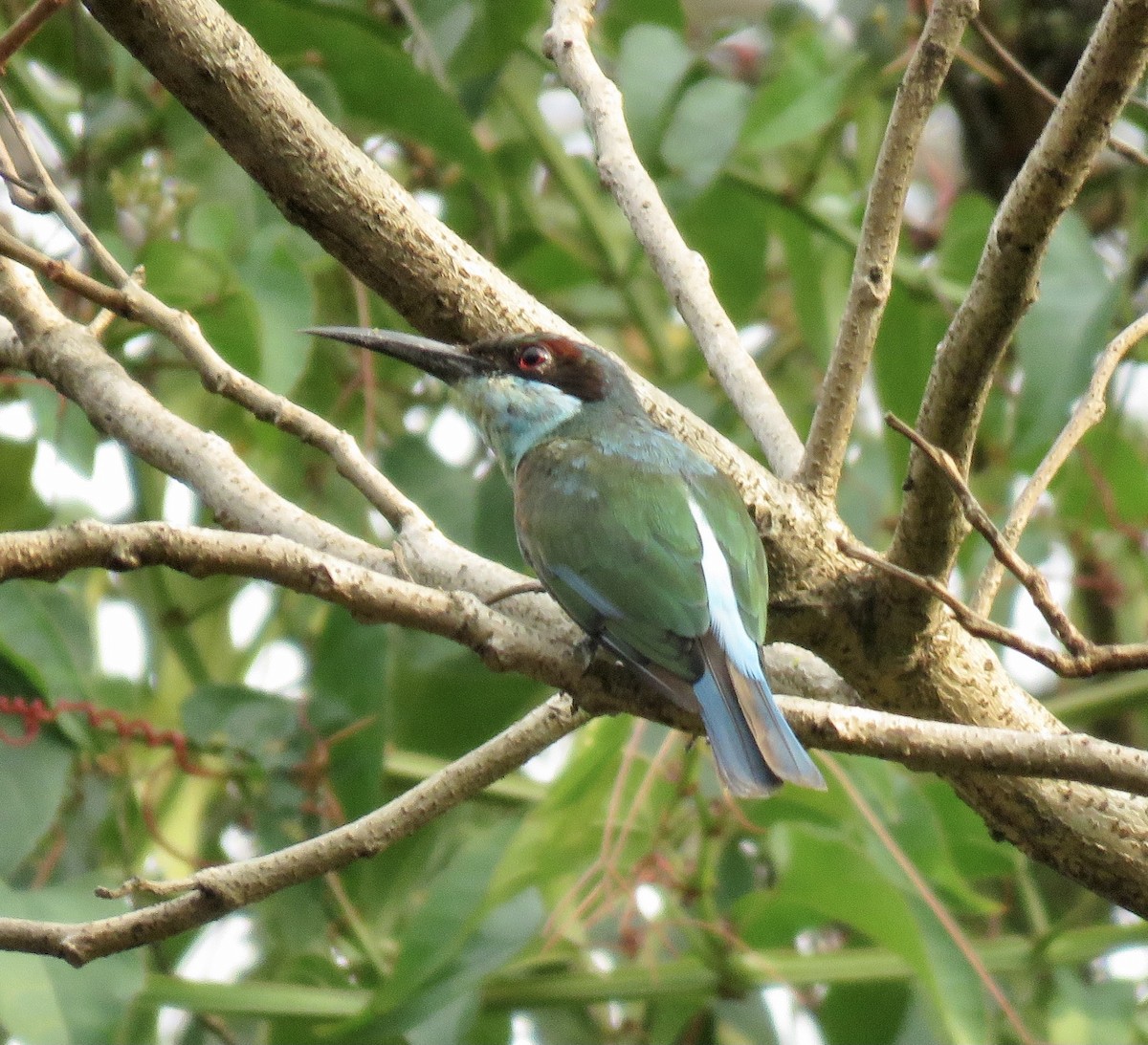 Blue-throated Bee-eater - ML311881041