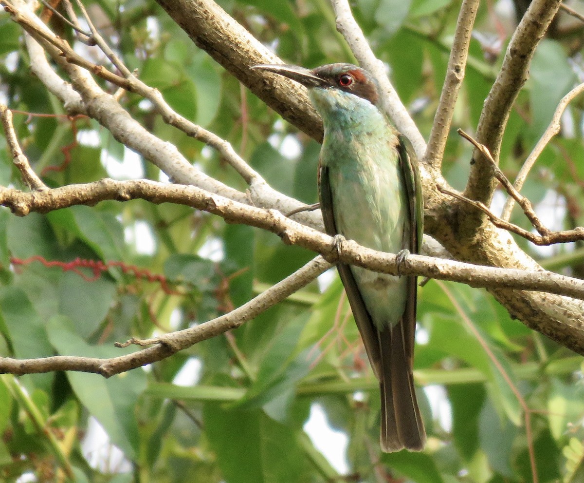 Blue-throated Bee-eater - ML311881051