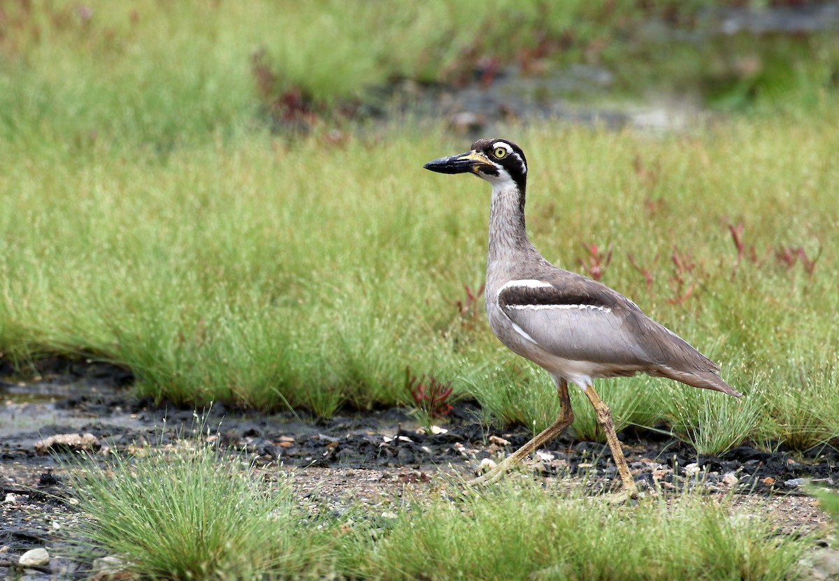 Beach Thick-knee - ML31188111